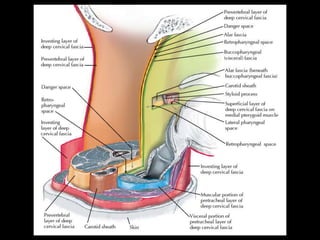 Infectionsofhn 140721030712-phpapp02