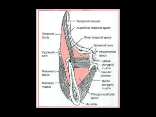 Infectionsofhn 140721030712-phpapp02
