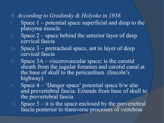  According to Grodinsky & Holyoke in 1938
I. Space 1 – potential space superficial and deep to the
platsyma muscle
II. Space 2 – space behind the anterior layer of deep
cervical fascia
III. Space 3 – pretracheal space, ant to layer of deep
cervical fascia
IV. Space 3A – viscerovascular space; is the carotid
sheath from the jugular foramen and carotid canal at
the base of skull to the pericardium (lincoln’s
highway)
V. Space 4 – ‘Danger space’ potential space b/w alar
and prevertebral fascia. Extends from base of skull to
the prevertebral fascia
VI. Space 5 – it is the space enclosed by the prevertebral
fascia posterior to transverse processes of vertebrae
 