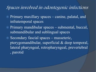 Spaces involved in odontogenic infections
 Primary maxillary spaces – canine, palatal, and
infratemporal spaces
 Primary mandibular spaces – submental, buccal,
submandibular and sublingual spaces
 Secondary fascial spaces – masseteric,
pterygomandibular, superficial & deep temporal,
lateral pharyngeal, retropharyngeal, prevertebral
, parotid
 