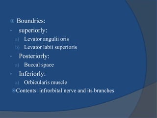  Boundries:
• superiorly:
a) Levator angulii oris
b) Levator labii superioris
• Posteriorly:
a) Buccal space
• Inferiorly:
a) Orbicularis muscle
Contents: infrorbital nerve and its branches
 