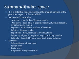 Submandibular space
 It is a potential space present on the medial surface of the
posterior aspect of the mandible
 Anatomical boundries:
• Anteriorly – ant. belly of digastric muscle
• Posteriorly - post. belly of digastric muscle, stylohyoid muscle,
stylopharyngeus muscle
• Superior – inf & medial surfaces of mandible
• Inferior – digastric tendon
• Superficial – platsyma muscle, investing fascia
• Deep – mylohyoid, hypoglossus, sup constricting muscles
• Laterally – bounded by skin, superficial fascia, platysma
 Contents:
• Submandibular salivary gland
• Lymph nodes
• Facial artery
• Lingual and hypoglossal nerves
 