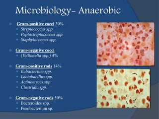 Microbiology- Anaerobic
 Gram-positive cocci 30%
 Streptococcus spp.
 Peptostreptococcus spp.
 Staphylococcus spp.
 Gram-negative cocci
 (Veillonella spp.) 4%
 Gram-positive rods 14%
 Eubacterium spp.
 Lactobacillus spp.
 Actinomyces spp.
 Clostridia spp.
 Gram-negative rods 50%
 Bacteroides spp.
 Fusobacterium sp.
 