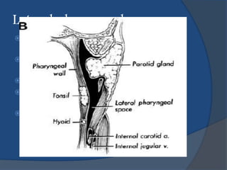 Lateral pharyngeal space
 Also known as Pharyngomaxillary/
parapharyngeal space
 Lateral neck space shaped like an inverted
cone
 Base is uppermost at the base of the skull
 Apex is at the greater horn of the hyoid
bone
 Infections may result from – pharyngitis,
tonsilitis, parotitis, otitis, mastoiditis and
dental infection
 