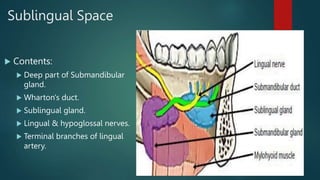Sublingual Space
 Etiology:
 Infected mandibular premolar &
first molar.
 Clinical Features:
 Swelling of floor of mou...