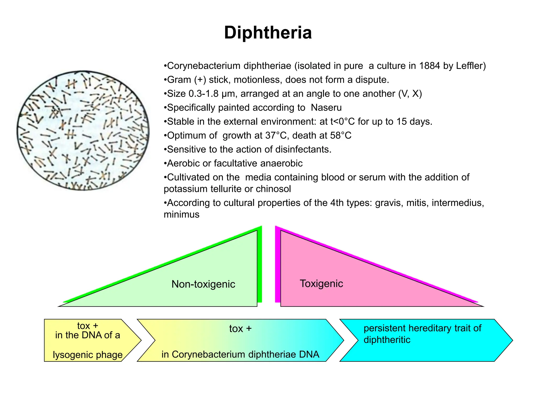 infections with the droplet mechanism of transmission.ppt