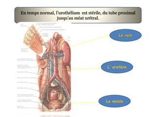 En temps normal, l’urothélium est stérile, du tube proximal
                  jusqu’au méat urétral.


                                                  Le rein




                                            L’ uretère




                                           La vessie
 