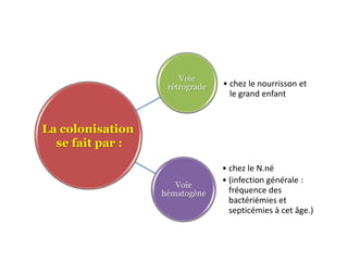 Voie
                   rétrograde   • chez le nourrisson et
                                  le grand enfant


La colonisation
  se fait par :

                                • chez le N.né
                                • (infection générale :
                     Voie
                  hématogène      fréquence des
                                  bactériémies et
                                  septicémies à cet âge.)
 