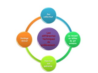 Sac
             collecteur




                Les
            différentes    Le recueil
Sondage     techniques     au milieu
 vésical                     du jet
                 de
                            urinaire
           prélèvement :




              Ponction
                sus
             pubienne
 