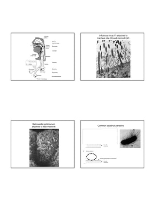 Influenza virus (V) attached to
tracheal cilia (C) and microvilli (M)

Salmonella typhimurium
attached to ileal microvilli

Common bacterial adhesins
The image cannot be display ed. Your computer may not hav e enough memory to open the image, or the image may hav e been corrupted. Restart y our computer, and then open the file again. If the red x still appears, y ou may hav e to delete the image and then insert it again.

 
