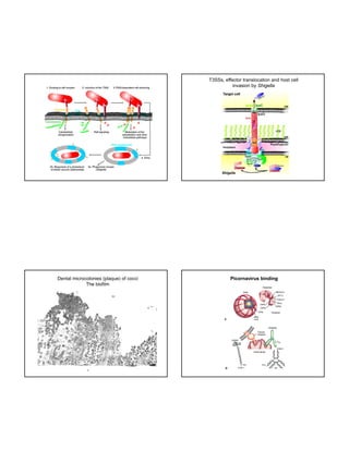 T3SSs, effector translocation and host cell
invasion by Shigella

Dental microcolonies (plaque) of cocci
The biofilm

Picornavirus binding

 