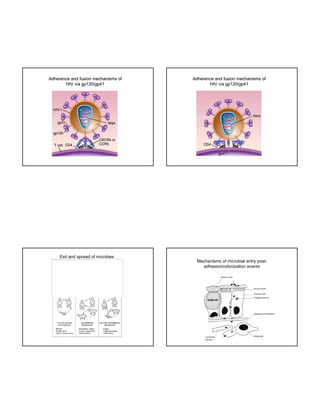 Adherence and fusion mechanisms of
HIV via gp120/gp41

Adherence and fusion mechanisms of
HIV via gp120/gp41

Exit and spread of microbes
The image cannot be display ed. Your computer may not hav e enough memory to open the image, or the image may hav e been corrupted. Restart y our computer, and then open the file again. If the red x still appears, y ou may hav e to delete the image and then insert it again.

Mechanisms of microbial entry postadhesion/colonization events

 