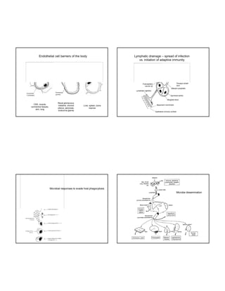 Endothelial cell barriers of the body

Lymphatic drainage – spread of infection
vs. initiation of adaptive immunity

The image cannot be display ed. Your computer may not hav e enough memory to open the image, or the image may hav e been corrupted. Restart y our computer, and then open the file again. If the red x still appears, y ou may hav e to delete the image and then insert it again.
The image cannot be display ed. Your computer may not hav e enough memory to open the image, or the image may hav e been corrupted. Restart y our computer, and then open the file again. If the red x still appears, y ou may hav e to delete the image and then insert it again.

CNS, muscle,
connective tissues,
skin, lung

Renal glomerulus,
intestine, choroid
plexus, pancreas,
endocrine glands

Liver, spleen, bone
marrow

The image cannot be display ed. Your computer may not hav e enough memory to open the image, or the image may hav e been corrupted. Restart y our computer, and then open the file again. If the red x still appears, y ou may hav e to delete the image and then insert it again.

Microbial responses to evade host phagocytosis
Microbe dissemination

 