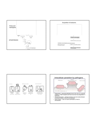 The image cannot be display ed. Your computer may not hav e enough memory to open the image, or the image may hav e been corrupted. Restart y our computer, and then open the file again. If the red x still appears, y ou may hav e to delete the image and then insert it again.

Acquisition of exotoxins
The image cannot be display ed. Your computer may not hav e enough memory to open the image, or the image may hav e been corrupted. Restart y our computer, and then open the file again. If the red x still appears, y ou may hav e to delete the image and then insert it again.

Pores and
hemolysins

phospholipases

Intracellular parasitism by pathogens

•

•
•

Phagocytosis – opsonized pathogens bind to FcR, CR1,3,4, mannose
receptors, or fMLP-receptors and must circumvent host degradation in
lysosomes
Induced endocytosis – pathogen binding to host cell surface followed
by bacterial initiation of host cell internalization
Active invasion – does not require participation of host for
internalization

 