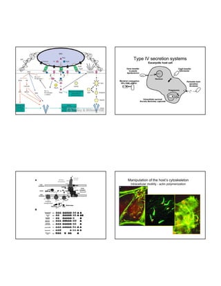 Type IV secretion systems

Manipulation of the host’s cytoskeleton
intracellular motility - actin polymerization

 
