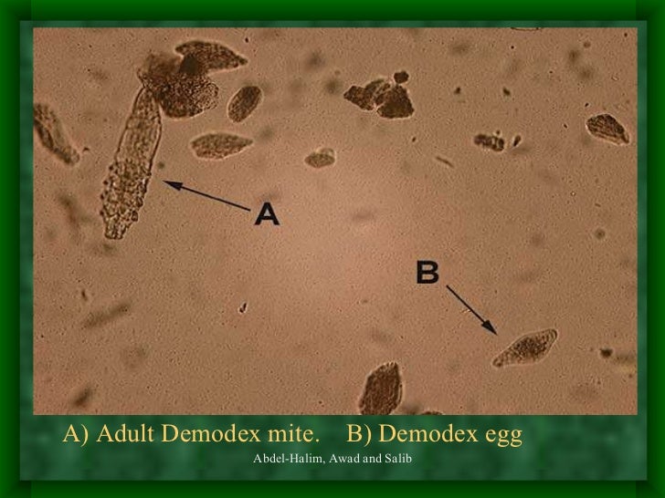 Skin Scraping | Dermvet
