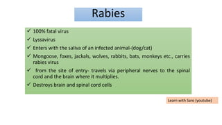 Rabies
 100% fatal virus
 Lyssavirus
 Enters with the saliva of an infected animal-(dog/cat)
 Mongoose, foxes, jackals, wolves, rabbits, bats, monkeys etc., carries
rabies virus
 from the site of entry- travels via peripheral nerves to the spinal
cord and the brain where it multiplies.
 Destroys brain and spinal cord cells
Learn with Saro (youtube)
 