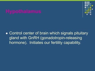 Hypothalamus
 Control center of brain which signals pituitary
gland with GnRH (gonadotropin-releasing
hormone). Initiates our fertility capability.
 