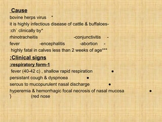 Infectious bovine rhinotracheitis | PPS