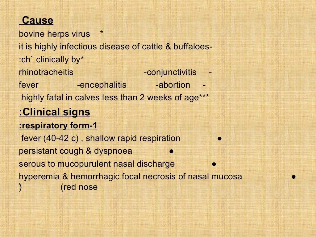 Infectious bovine rhinotracheitis