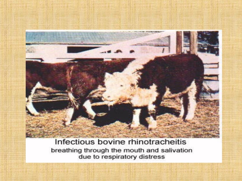 Infectious bovine rhinotracheitis