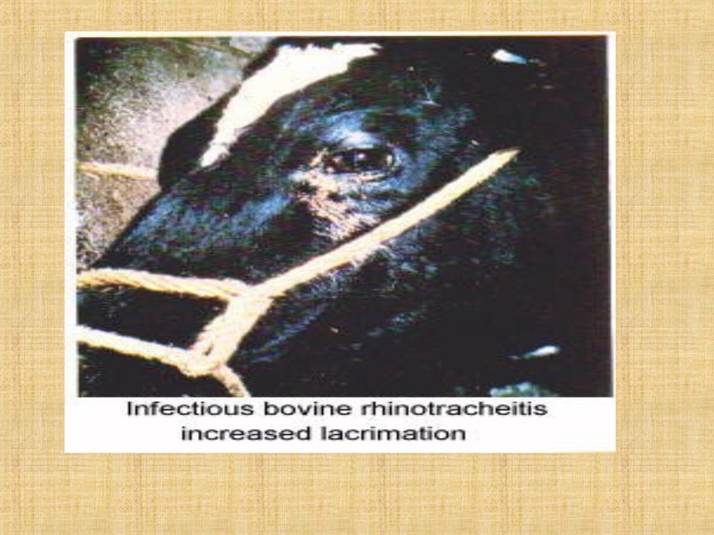 Infectious bovine rhinotracheitis