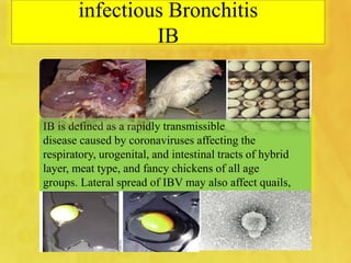 infectious Bronchitis
IB
IB is defined as a rapidly transmissible
disease caused by coronaviruses affecting the
respiratory, urogenital, and intestinal tracts of hybrid
layer, meat type, and fancy chickens of all age
groups. Lateral spread of IBV may also affect quails,
 