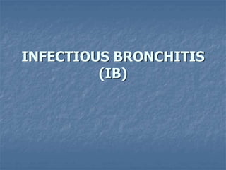 INFECTIOUS BRONCHITIS
(IB)
 