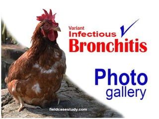 Infectious bronchitis, symptoms, hens layer, laying hens, poultry diseases
 
