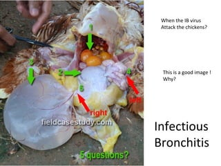 When the IB virus
Attack the chickens?
This is a good image !
Why?
Infectious
Bronchitis
Symptoms, poultry diseases
 