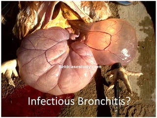 Infectious Bronchitis?
 