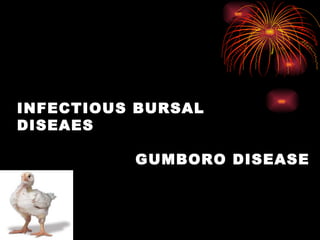 INFECTIOUS BURSAL DISEAES     GUMBORO DISEASE  