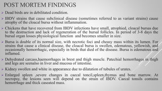 POST MORTEM FINDINGS
 Dead birds are in debilitated condition.
 IBDV strains that cause subclinical disease (sometimes referred to as variant strains) cause
atrophy of the cloacal bursa without inflammation.
 Chickens that have recovered from IBDV infections have small, atrophied, cloacal bursas due
to the destruction and lack of regeneration of the bursal follicles. In period of 3-8 days the
bursal organ losses physiological function and becomes smaller in size.
 Bursa is double of its normal size, with necrotic foci and cheasy mass within its lumen. For
strains that cause a clinical disease, the cloacal bursa is swollen, edematous, yellowish, and
occasionally hemorrhagic, especially in birds that died of the disease. Bursa is edematous and
inflamed.
 Dehydrated carcass,haemorrhages in brest and thigh muscle. Patechial hemorrhages in thigh
and legs are seenalso in liver and mucosa of intestine.
 Kidney swollen and white in appearance due to dilatation of tubules of urates.
 Enlarged spleen ,severe changes in caecal toncil,spleen,thymus and bone marrow. At
necropsy, the lesions seen will depend on the strain of IBDV. Caecal tonsils contains
hemorrhage and thick caseated mass.
 