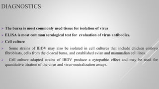 DIAGNOSTICS
 The bursa is most commonly used tissue for isolation of virus
 ELISA is most common serological test for evaluation of virus antibodies.
 Cell culture
 Some strains of IBDV may also be isolated in cell cultures that include chicken embryo
fibroblasts, cells from the cloacal bursa, and established avian and mammalian cell lines.
 Cell culture–adapted strains of IBDV produce a cytopathic effect and may be used for
quantitative titration of the virus and virus-neutralization assays.
 