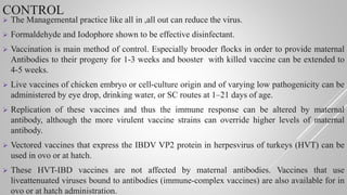 CONTROL
 The Managemental practice like all in ,all out can reduce the virus.
 Formaldehyde and Iodophore shown to be effective disinfectant.
 Vaccination is main method of control. Especially brooder flocks in order to provide maternal
Antibodies to their progeny for 1-3 weeks and booster with killed vaccine can be extended to
4-5 weeks.
 Live vaccines of chicken embryo or cell-culture origin and of varying low pathogenicity can be
administered by eye drop, drinking water, or SC routes at 1–21 days of age.
 Replication of these vaccines and thus the immune response can be altered by maternal
antibody, although the more virulent vaccine strains can override higher levels of maternal
antibody.
 Vectored vaccines that express the IBDV VP2 protein in herpesvirus of turkeys (HVT) can be
used in ovo or at hatch.
 These HVT-IBD vaccines are not affected by maternal antibodies. Vaccines that use
liveattenuated viruses bound to antibodies (immune-complex vaccines) are also available for in
ovo or at hatch administration.
 