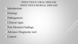 INFECTIOUS VIRAL DISEASE
INFECTIOUS BURSAL DISEASE
Introduction
Etiology
Pathogenesis
Clinical signs
Post Mortem Findings
Advance Diagnostic tool
Control
 