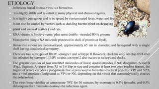 ETIOLOGY
 Infectious bursal disease virus is a birnavirus.
 It is highly stable and resistant to many physical and chemical agents.
 It is highly contagious and is be spread by contaminated feces, water and feed.
 It can also be carried by vectors such as darkling beetles (feed on decaying
 plant and animal matter ) and rats.
 RNA viruses is Positive-sense/ plus sense double –stranded RNA genome
 Monopartite (single NA molecule protected in shell of protein or lipid),
 Birnavirus virions are nonenveloped, approximately 65 nm in diameter, and hexagonal with a single
shell having icosahedral symmetry .
 There are two serotypes of IBDV, serotype I and serotype II.However, chickens only develop IBD after
the infection by serotype I IBDV strains, serotype 2 also occurs in turkeys and ducks.
 The genome consists of two unrelated molecules of linear double-stranded RNA, designated A and B
(Fig.). Segment A ranges from 3.1 to 3.6 kbp in size and contains at least two open reading frames, the
largest of which encodes a polyprotein that is processed to form the structural proteins, VP2 and VP3,
and a viral protease (designated as VP4 or NS, depending on the virus) that autocatalytically cleaves
the polyprotein.
 The virus loose viability at temperature 70ºC for 30 minutes, by exposure to 0.5% formalin, and 0.5%
chloroquine for 10 minutes destroys the infectious agent.
 
