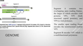 GENOME
 Segment A contains two
overlapping open reading frames,
the larger of which encodes viral
proteins VP2, VP3 (both
structural capsid proteins), and
VP4 (a viral protease).
 The smaller open reading frame
encodes the nonstructural protein
VP5.
 Segment B encodes VP1 which is
a multifunctional polymerase.
 