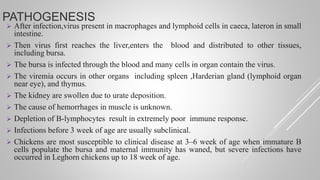 PATHOGENESIS
 After infection,virus present in macrophages and lymphoid cells in caeca, lateron in small
intestine.
 Then virus first reaches the liver,enters the blood and distributed to other tissues,
including bursa.
 The bursa is infected through the blood and many cells in organ contain the virus.
 The viremia occurs in other organs including spleen ,Harderian gland (lymphoid organ
near eye), and thymus.
 The kidney are swollen due to urate deposition.
 The cause of hemorrhages in muscle is unknown.
 Depletion of B-lymphocytes result in extremely poor immune response.
 Infections before 3 week of age are usually subclinical.
 Chickens are most susceptible to clinical disease at 3–6 week of age when immature B
cells populate the bursa and maternal immunity has waned, but severe infections have
occurred in Leghorn chickens up to 18 week of age.
 