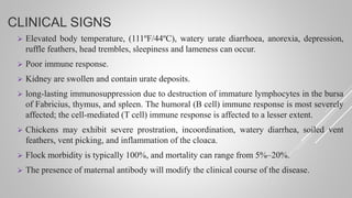 CLINICAL SIGNS
 Elevated body temperature, (111ºF/44ºC), watery urate diarrhoea, anorexia, depression,
ruffle feathers, head trembles, sleepiness and lameness can occur.
 Poor immune response.
 Kidney are swollen and contain urate deposits.
 long-lasting immunosuppression due to destruction of immature lymphocytes in the bursa
of Fabricius, thymus, and spleen. The humoral (B cell) immune response is most severely
affected; the cell-mediated (T cell) immune response is affected to a lesser extent.
 Chickens may exhibit severe prostration, incoordination, watery diarrhea, soiled vent
feathers, vent picking, and inflammation of the cloaca.
 Flock morbidity is typically 100%, and mortality can range from 5%–20%.
 The presence of maternal antibody will modify the clinical course of the disease.
 
