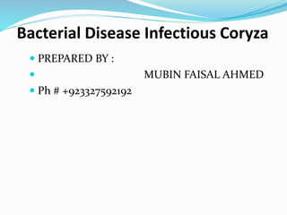 Bacterial Disease Infectious Coryza
 PREPARED BY :
 MUBIN FAISAL AHMED
 Ph # +923327592192
 