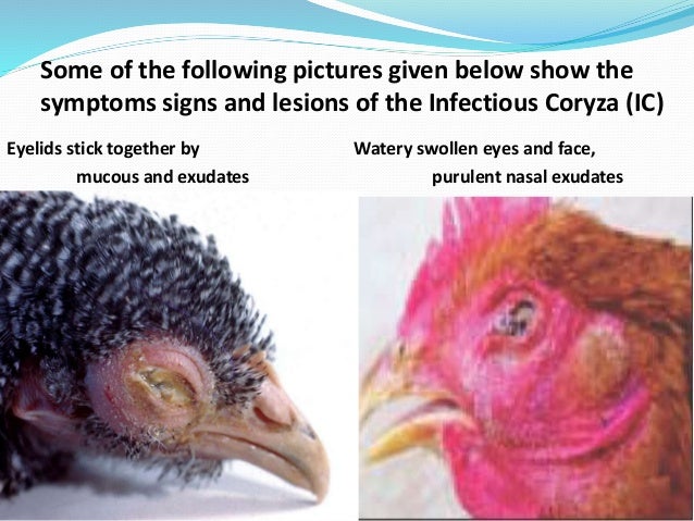 Infectious choryza