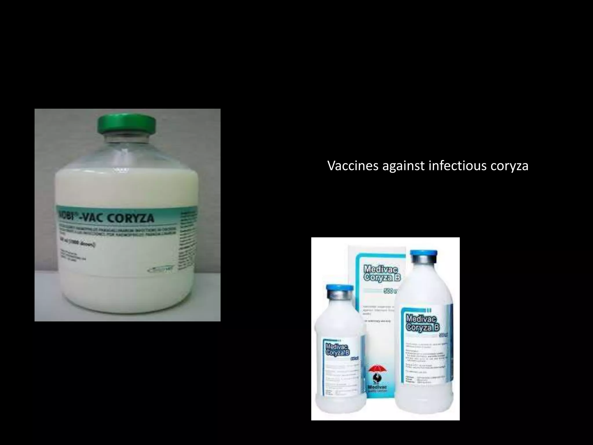 Vaccines against infectious coryza
 