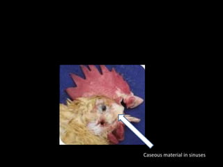 Caceous Infectious Coryza | PPTX
