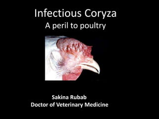 Infectious Coryza
A peril to poultry
Sakina Rubab
Doctor of Veterinary Medicine
 
