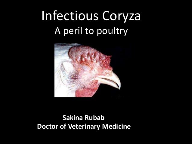 Infectious Coryza