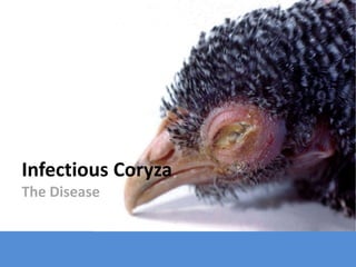 Infectious Coryza
The Disease
 
