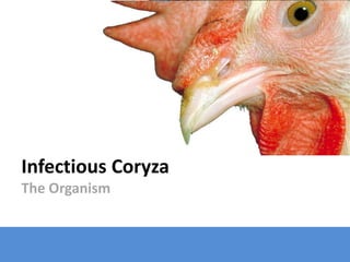 Infectious Coryza
The Organism
 