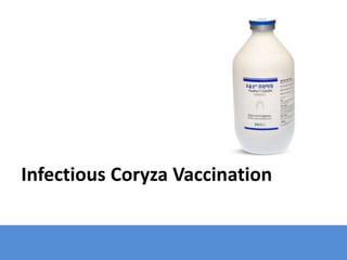 Infectious Coryza Vaccination
 