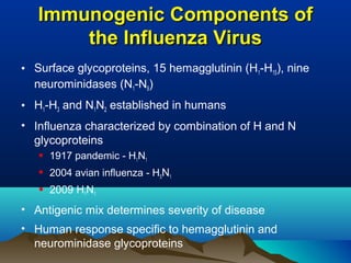 Immunogenic Components ofImmunogenic Components of
the Influenza Virusthe Influenza Virus
• Surface glycoproteins, 15 hemagglutinin (H1-H15), nine
neurominidases (N1-N9)
• H1-H3 and N1N2 established in humans
• Influenza characterized by combination of H and N
glycoproteins
 1917 pandemic - H1N1
 2004 avian influenza - H5N1
 2009 H1N1
• Antigenic mix determines severity of disease
• Human response specific to hemagglutinin and
neurominidase glycoproteins
 